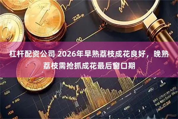 杠杆配资公司 2026年早熟荔枝成花良好，晚熟荔枝需抢抓成花最后窗口期